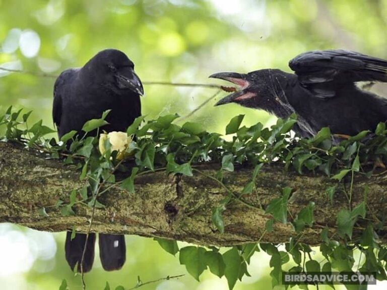 Why Do Crows Attack Other Crows? Birds Advice