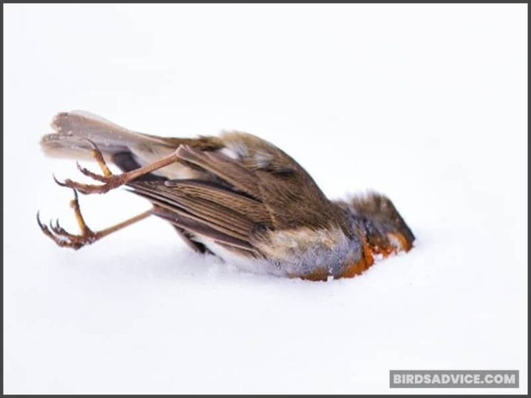 How Cold Can Birds Survive? Can They Freeze To Death?