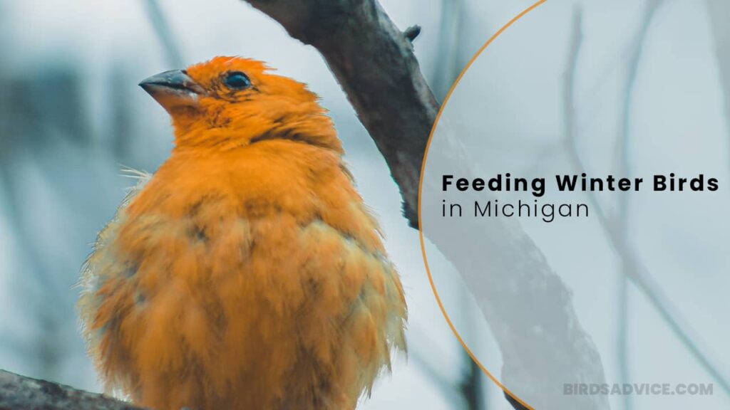 Feeding Winter Birds In Michigan Birds Advice
