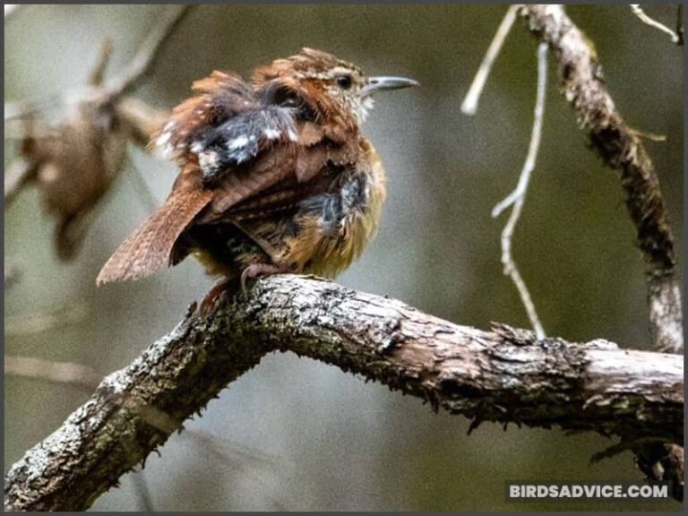 How Cold Can Birds Survive? Can They Freeze To Death?