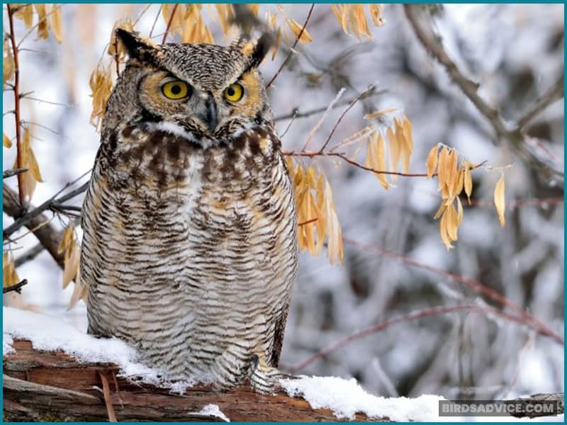 Great Horned Owl Migration