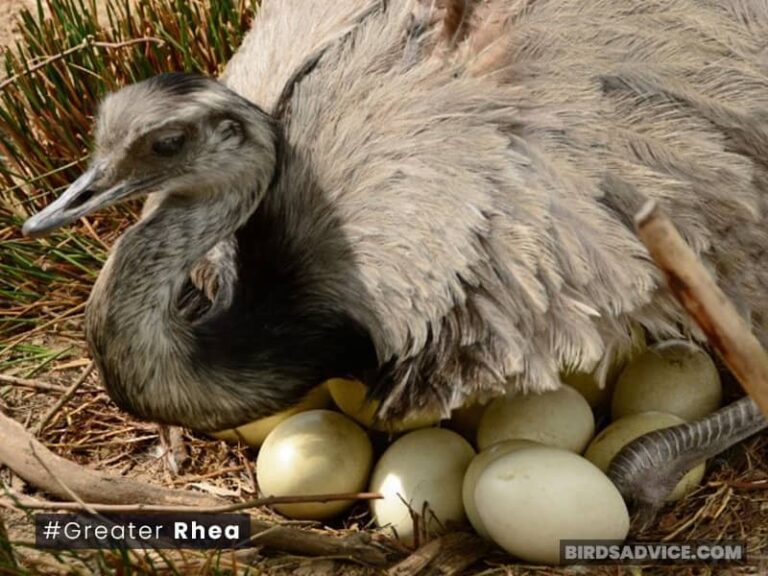 Which Birds Make Nests On The Ground? Birds Advice