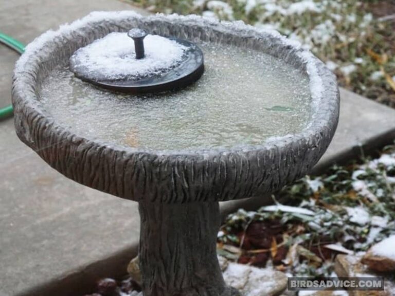 How To Keep Bird Bath From Freezing Without Electricity?