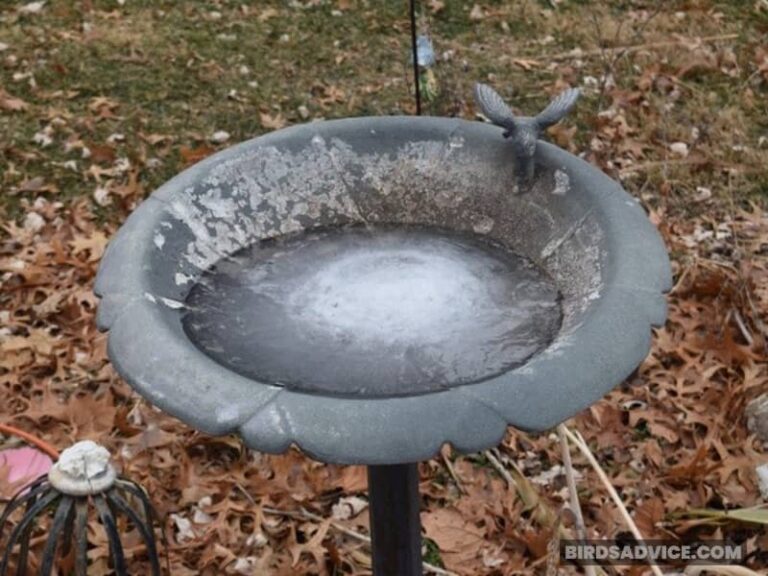 How To Keep Bird Bath From Freezing Without Electricity?