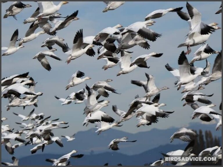 How Cold Can Birds Survive Can They Freeze To Death how-cold-can-birds-survive-can-they-freeze-to-death