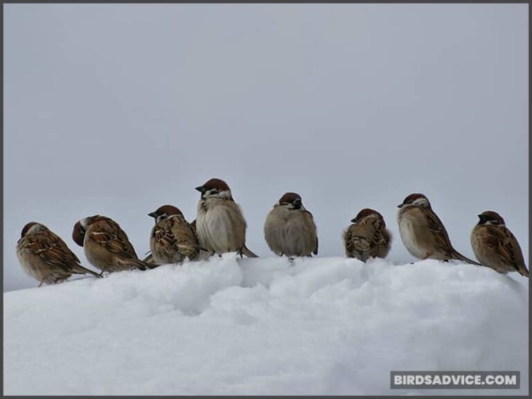 How Cold Can Birds Survive? Can They Freeze To Death?