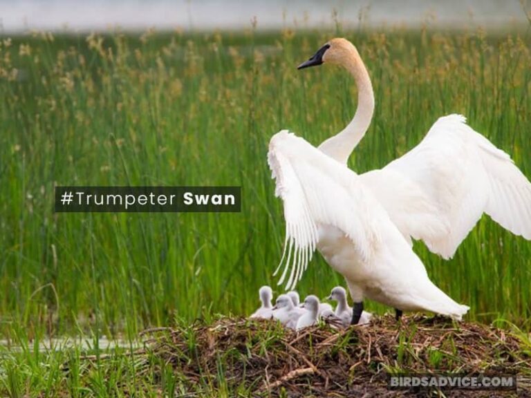 Which Birds Make Nests On The Ground? Birds Advice