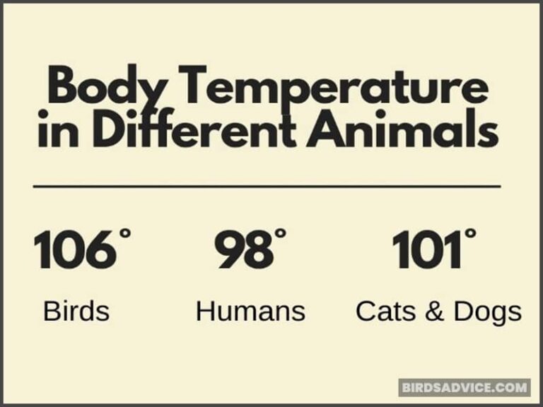 How Cold Can Birds Survive Can They Freeze To Death how-cold-can-birds-survive-can-they-freeze-to-death