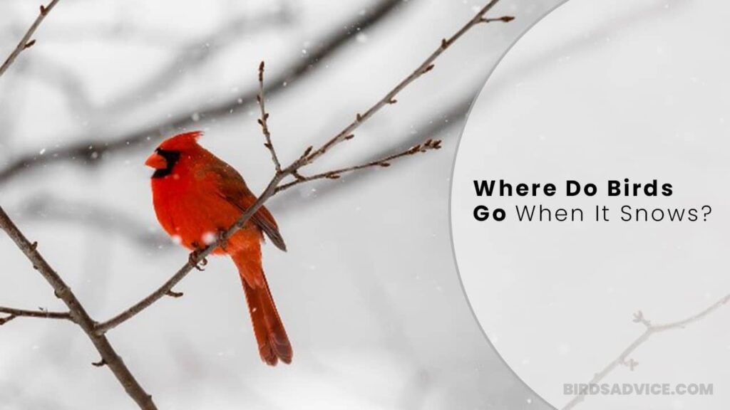 Where Do Birds Go When It Snows? Birds Advice