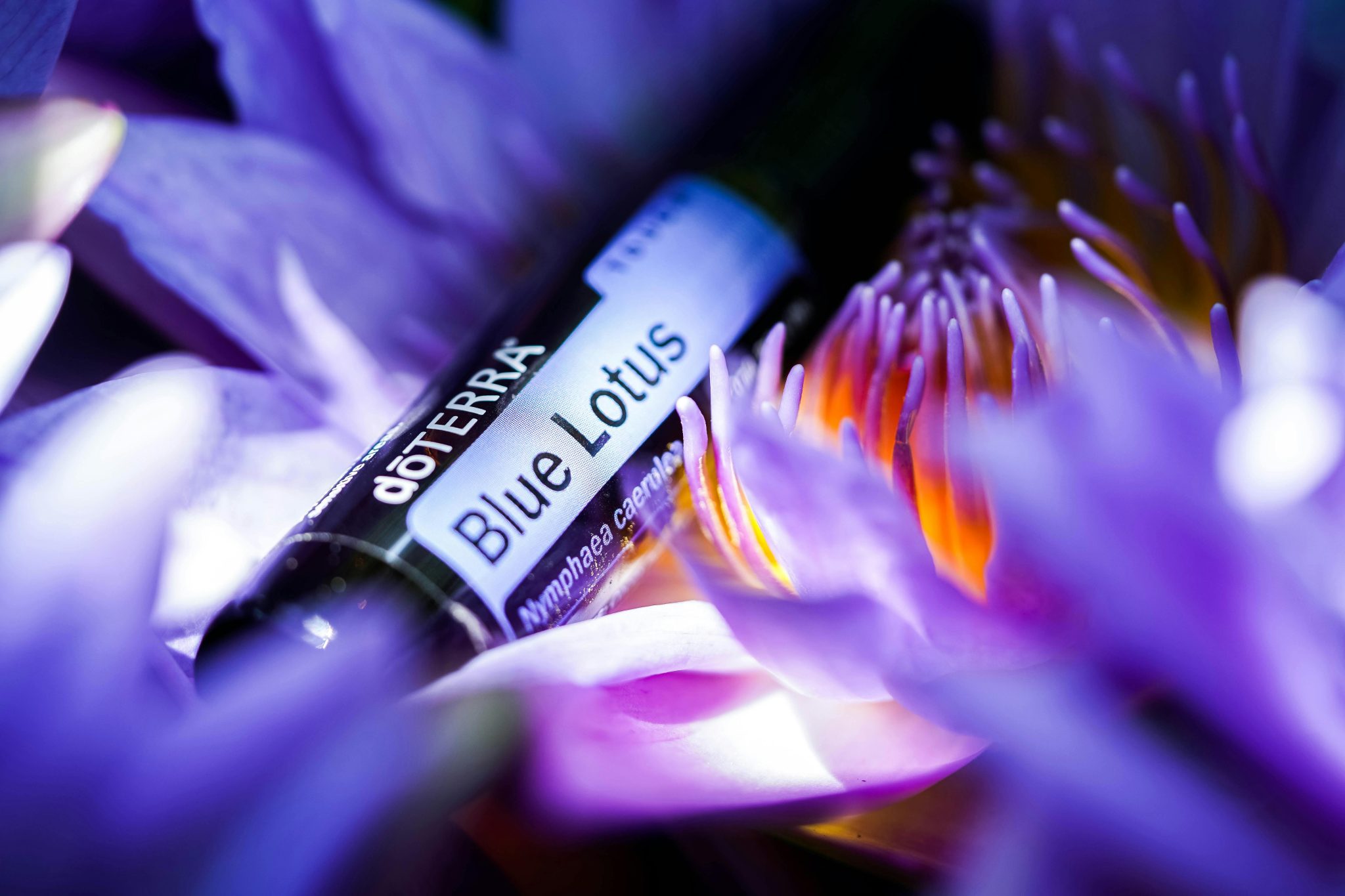 Blue Lotus Flowers The Sacred Way Egyptians Got High