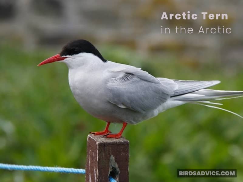 Arctic Tern in the Arctic
