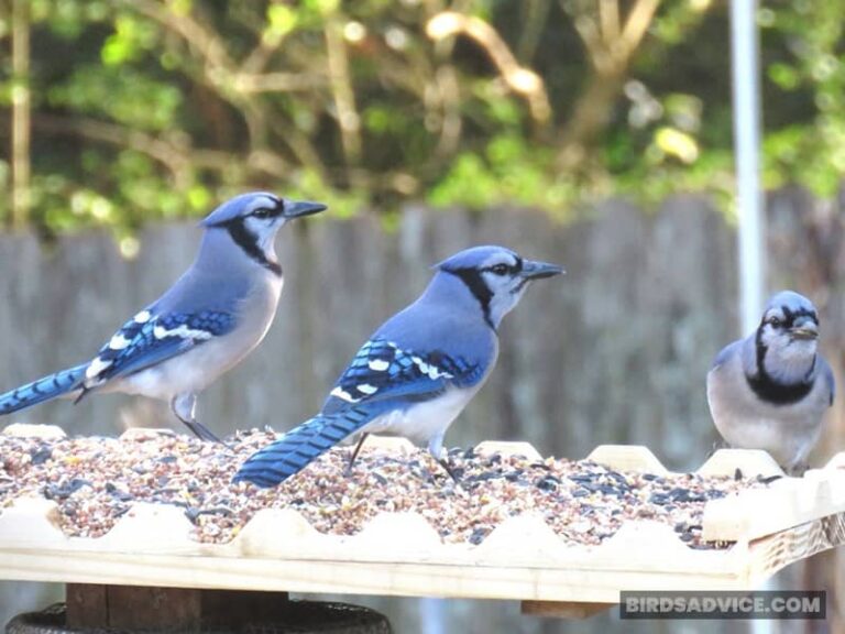 6 Ways Of Getting Rid Of Aggressive Blue Jays Birds Advice