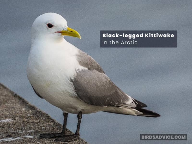 Black-legged Kittiwake in the Arctic