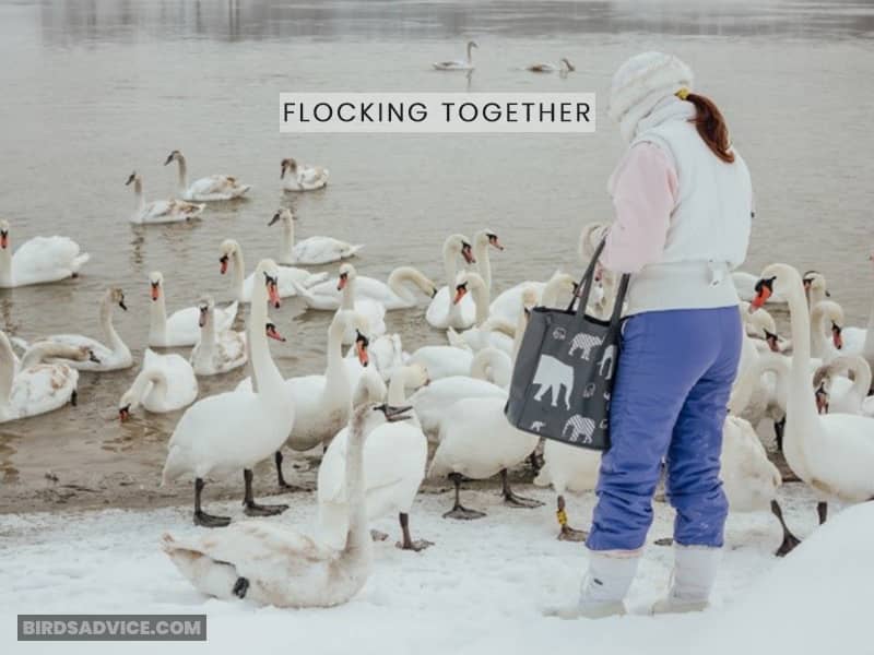 Flocking Together
