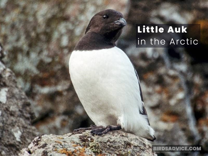 Little Auk in the Arctic