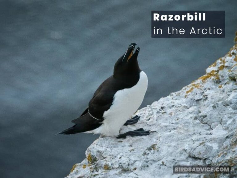 30 Birds That Live in the Arctic | North Pole Birds