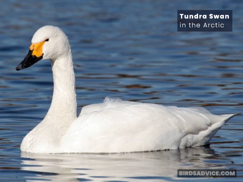 Tundra Swan in the Arctic