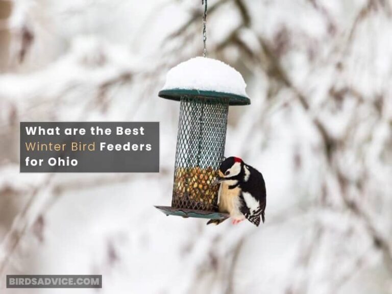 Feeding Winter Birds In Ohio Birds Advice