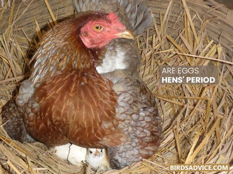 do-birds-get-periods-menstruation-in-birds-birds-advice