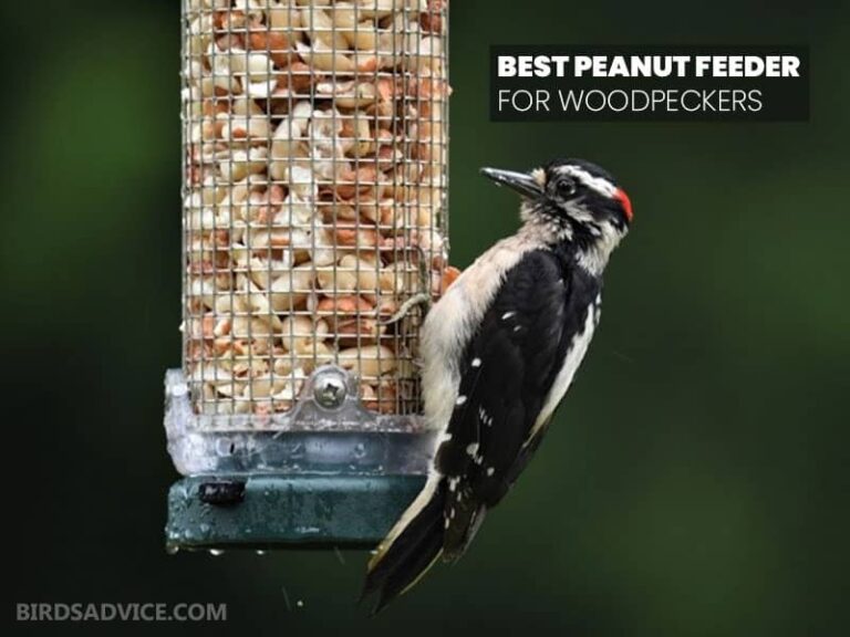 7 Best Bird Feeder for Peanuts Birds Advice
