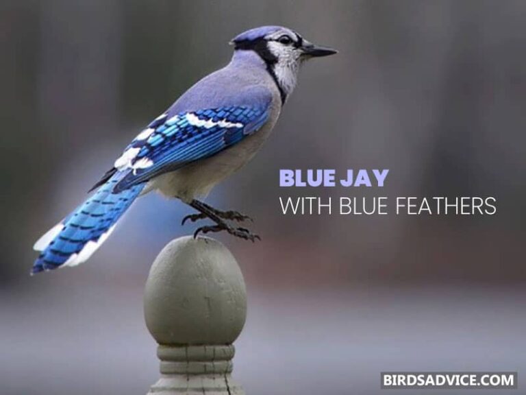 10 Birds With Blue Feathers Birds Advice