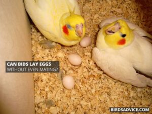 How Do Birds Have Sex? Mating In Birds | Birds Advice