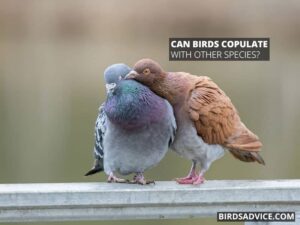 How Do Birds Have Sex? Mating In Birds | Birds Advice