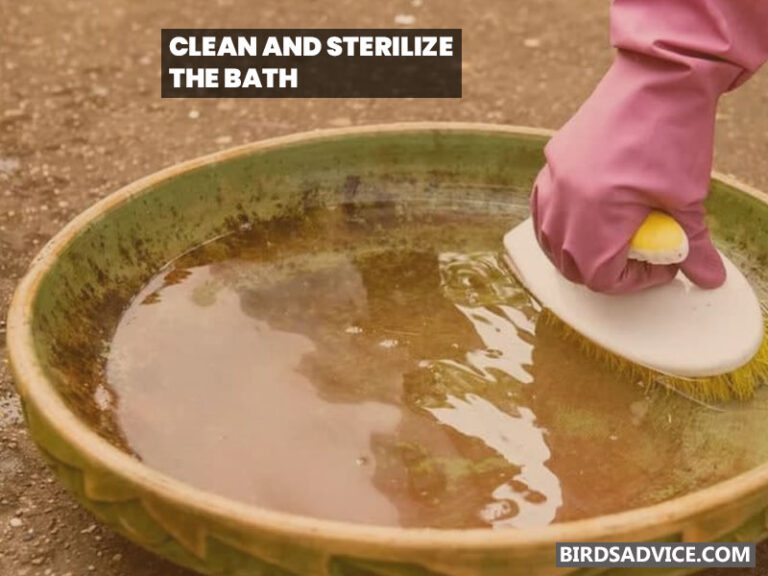 Will Ceramic Bird Bath Crack In Winter? Birds Advice