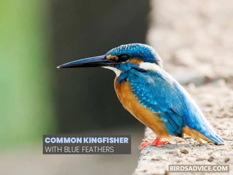 10 Birds With Blue Feathers | Birds Advice