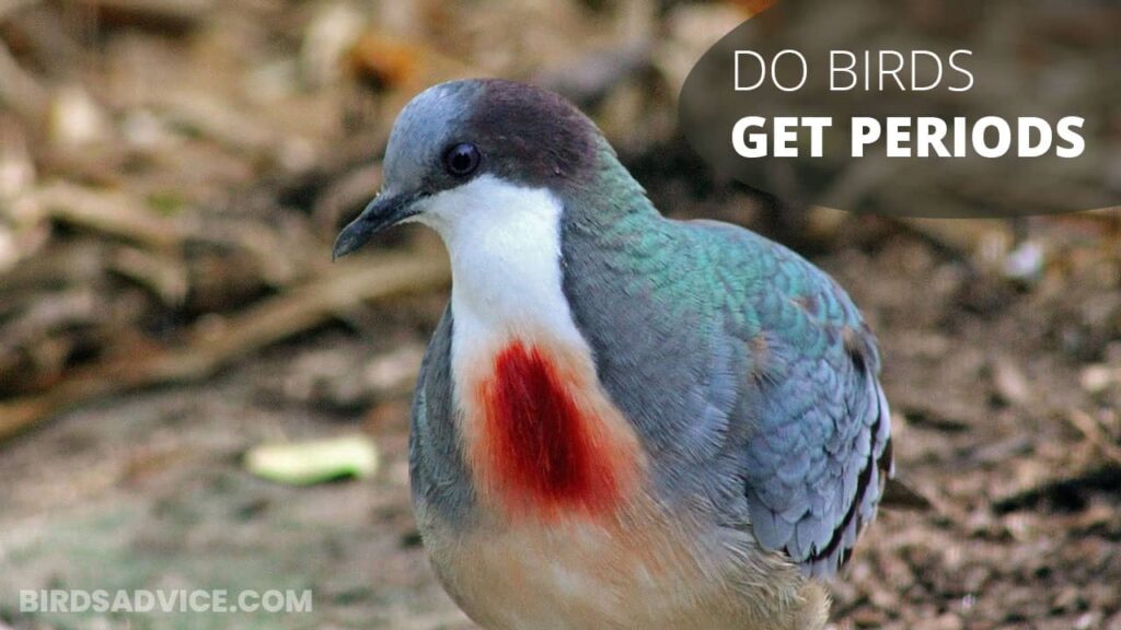 do-birds-get-periods-menstruation-in-birds-birds-advice