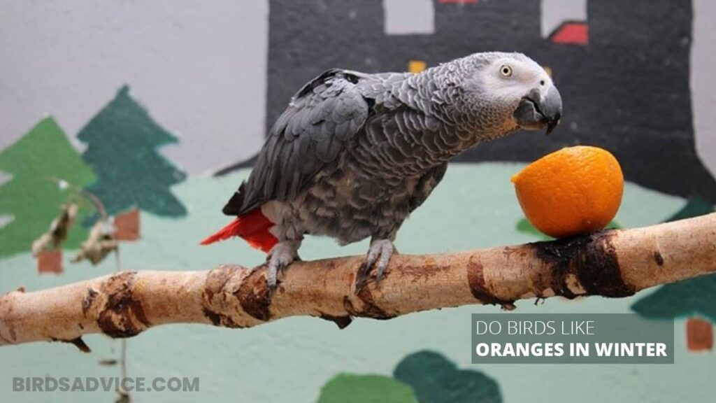 Do Birds Like Oranges In Winter? Birds Advice
