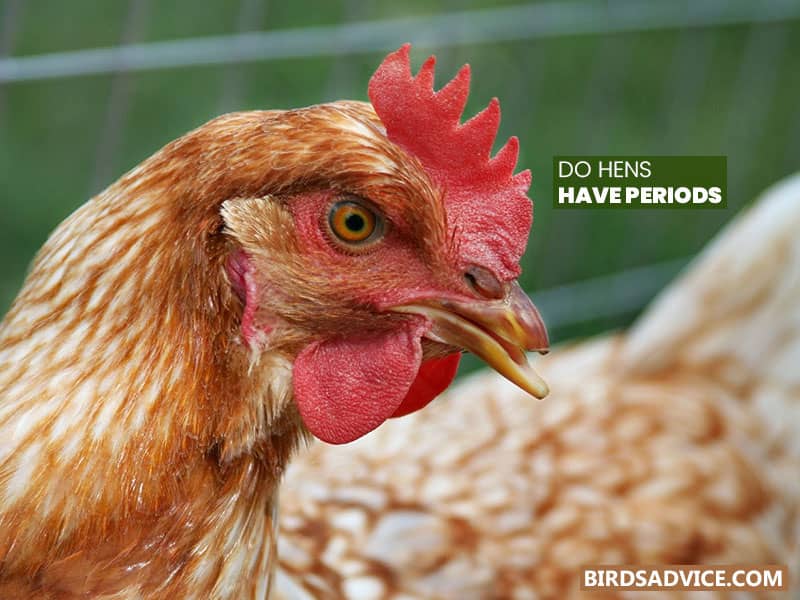 Do Hens Have Periods