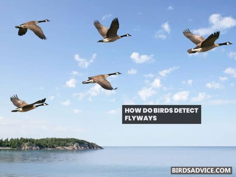 How Do Birds Know When And Where To Migrate?