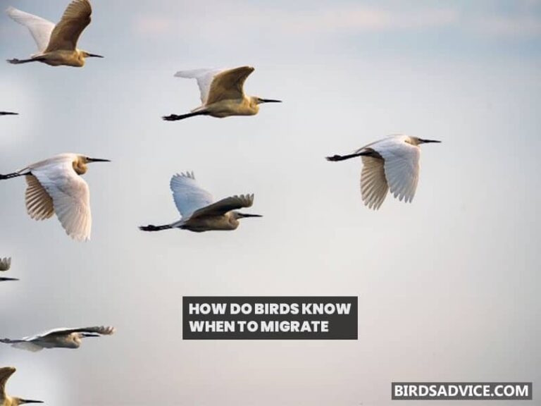How Do Birds Know When And Where To Migrate?