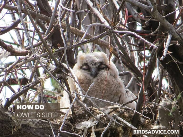 How Do Owls Sleep? Birds Advice