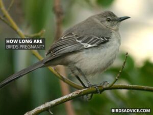 How Do Birds Have Sex? Mating In Birds | Birds Advice