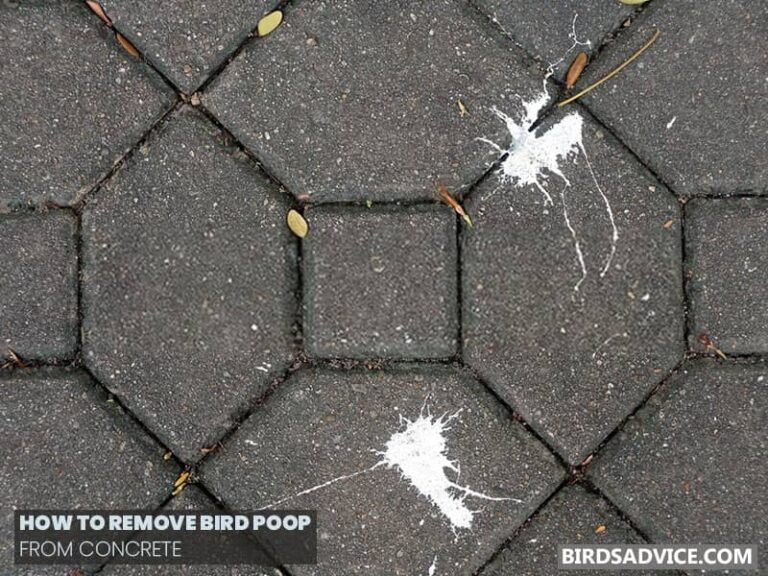 Best Bird Dropping Remover For Cars, Patio, Boat & More
