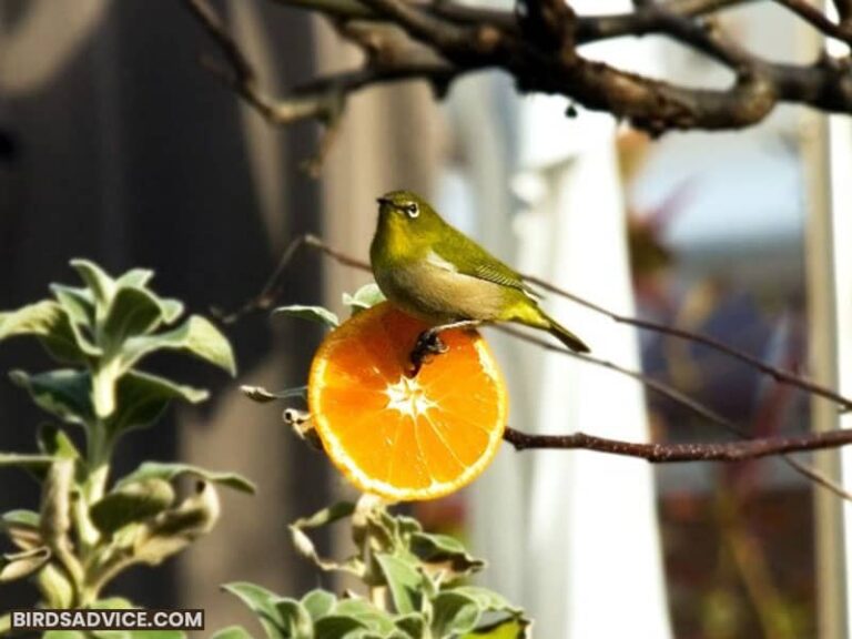Do Birds Like Oranges In Winter? Birds Advice