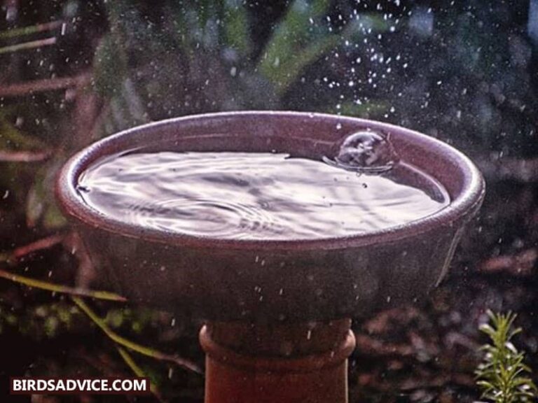 Will Ceramic Bird Bath Crack In Winter? Birds Advice