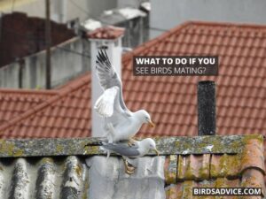 How Do Birds Have Sex? Mating In Birds | Birds Advice
