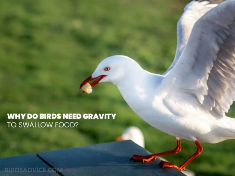 Can Birds Fly in Space? Birds Advice