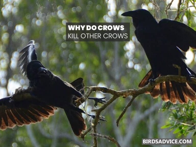 Why Do Crows Copulate With Corpses? Birds Advice