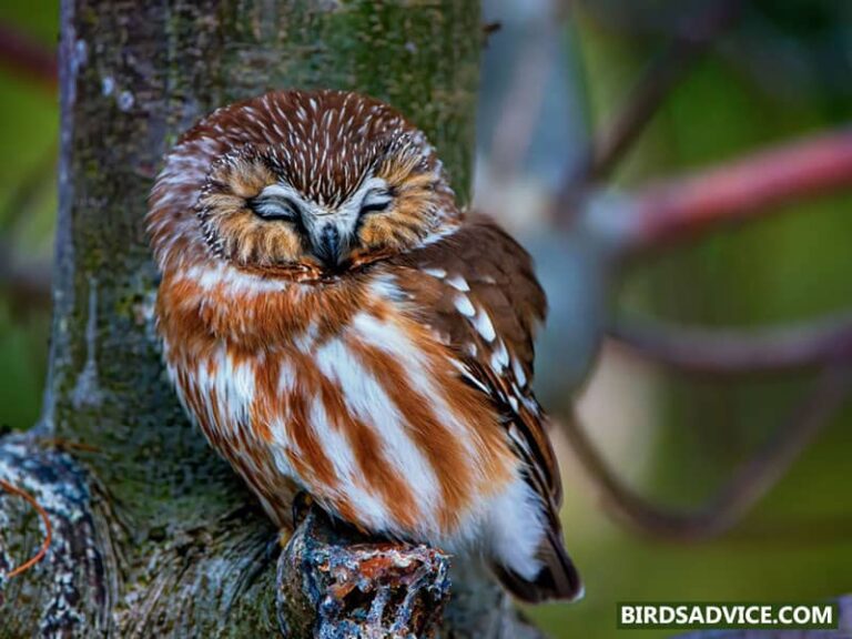 How Do Owls Sleep? Birds Advice