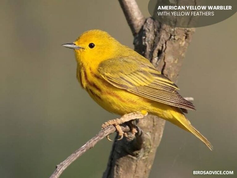 10 Birds With Yellow Feathers Birds Advice