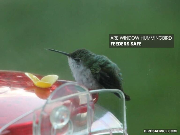 9 Best Window Hummingbird Feeder Birds Advice