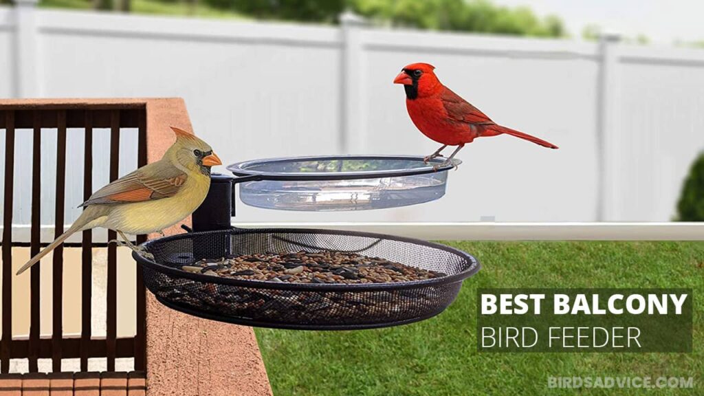 7 Best Balcony Bird Feeder Birds Advice