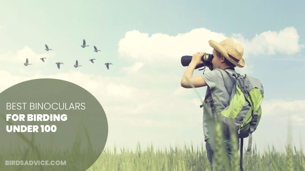 Best Binoculars For Birding Under 100 Birds Advice
