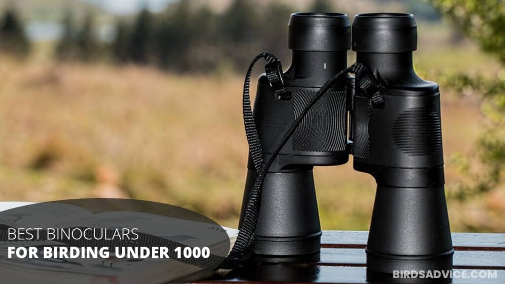 7 Best Binoculars For Birding Under 1000 Birds Advice