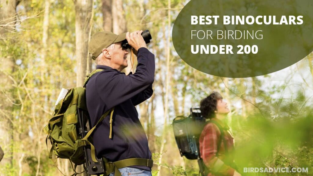 7 Best Binoculars For Birding Under 200 Birds Advice