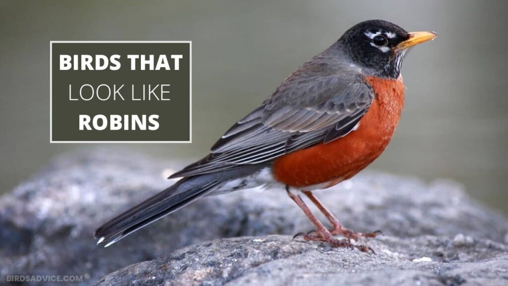 5 Birds That Look Like Robins Birds Advice